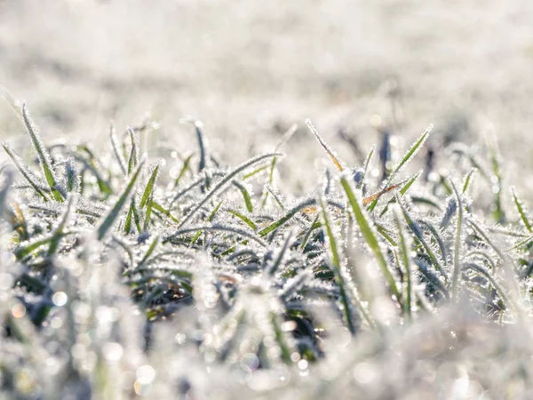 Inverno gelido astratto sfondo naturale . — Foto Stock