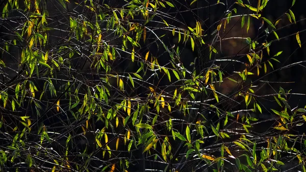Albero con foglie assottiglianti in autunno . — Foto Stock
