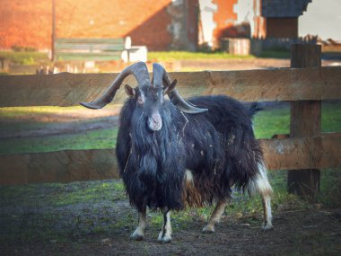 Black thoroughbred goat posing in the pen