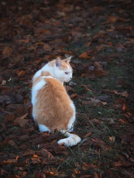 Kızıl kedi sonbahar yapraklarına bakarak oturur. — Stok fotoğraf