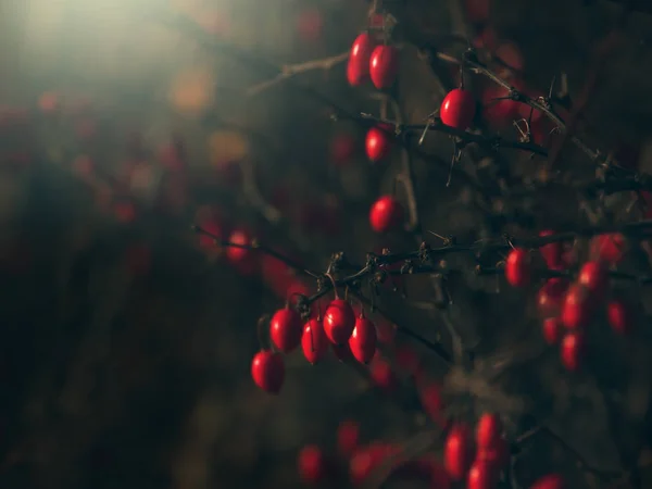 Barberry na gałęzi na ciemnym tle. — Zdjęcie stockowe