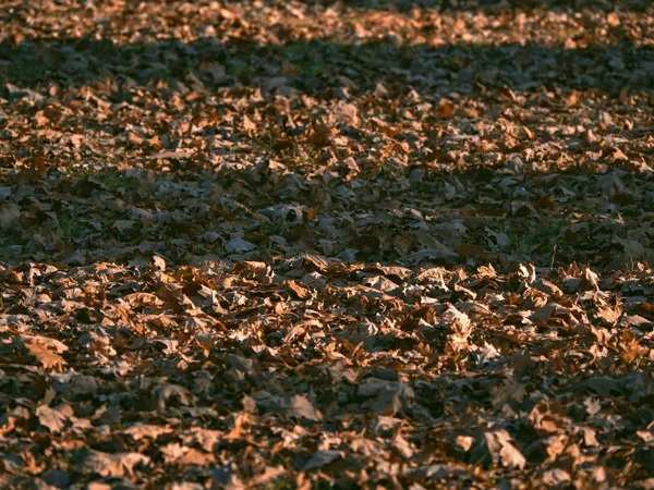 El follaje otoñal yace en el suelo en el Parque . —  Fotos de Stock
