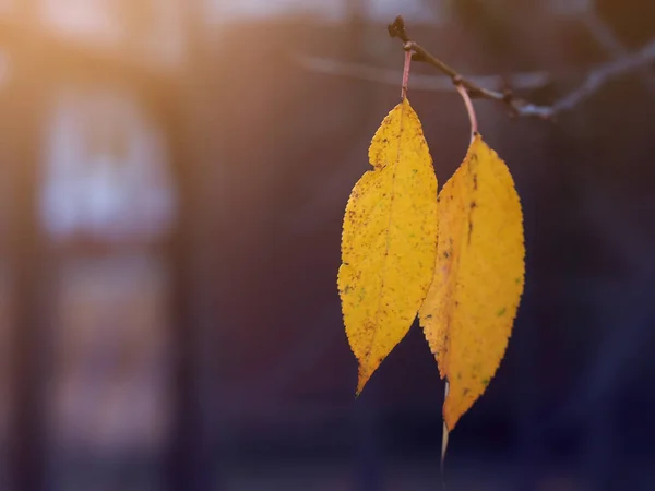 Twee gele loof op een tak in de herfst. — Stockfoto