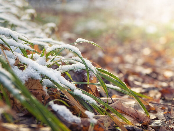 The first snow on the grass. Natural background