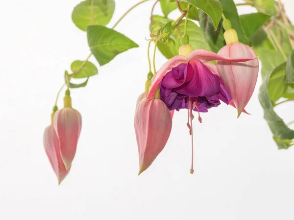 Virágzó rózsaszín fukszia, nagy virágok egy könnyű háttér — Stock Fotó
