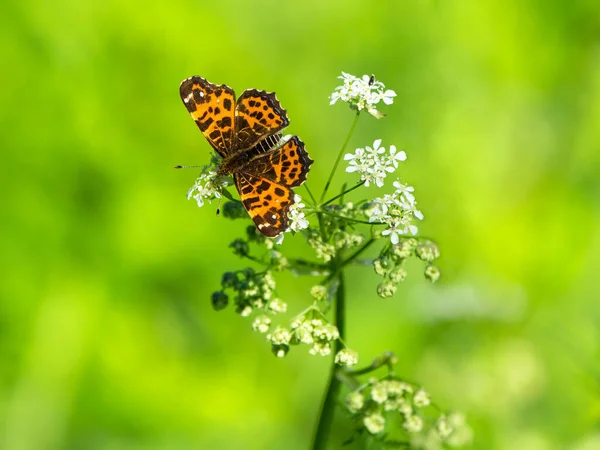 나비가 햇빛을 받으며 아름다운 보케를 입고 있는 자연 녹색 배경 — 스톡 사진
