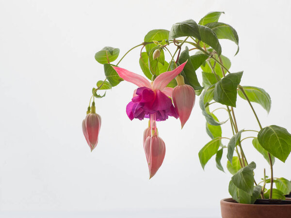 Blooming pink fuchsia, large flowers on a light background