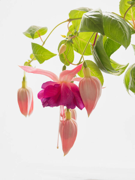Blooming pink fuchsia, large flowers on a light background