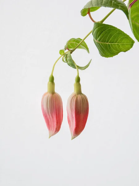 Two pink buds of fuchsia on a light background. — Stock Photo, Image