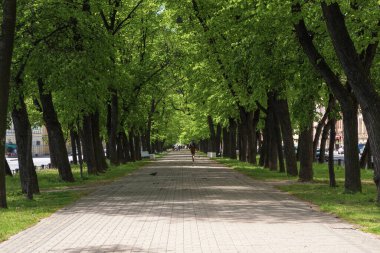 Yazın şehirde geniş, gölgeli bir yaya sokağı. St. Petersburg