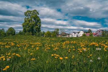 Yeşil çayırı olan güzel bir yaz manzarası, bir la