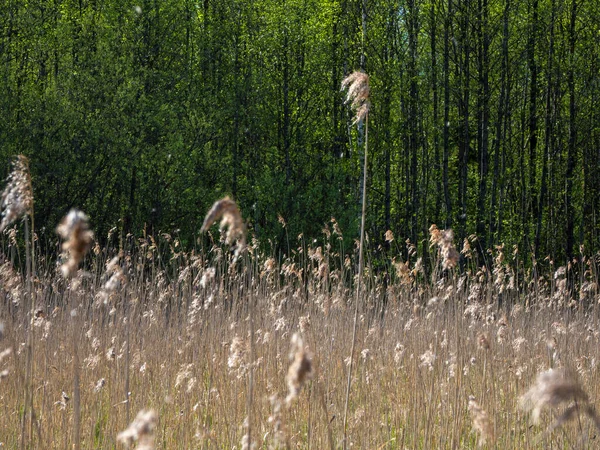 Roseaux secs contre la forêt verte. Été aride — Photo