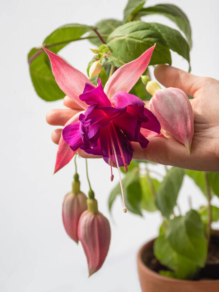 Blooming pink fuchsia, large flowers in a hand on a light background