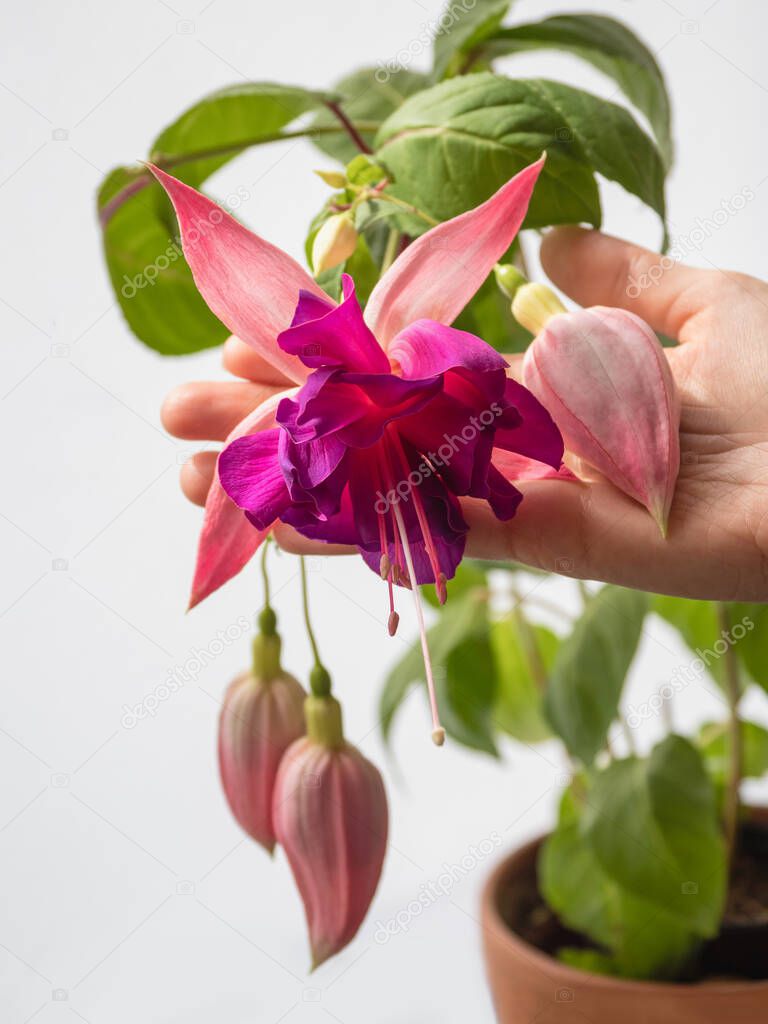 Blooming pink fuchsia, large flowers in a hand on a light background