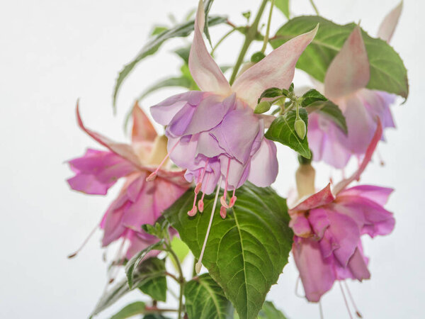 Blooming fuchsia, large flowers on a light background