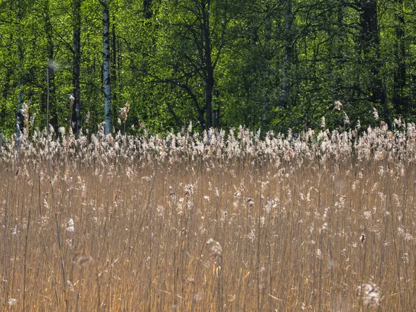 Roseaux secs contre la forêt verte — Photo