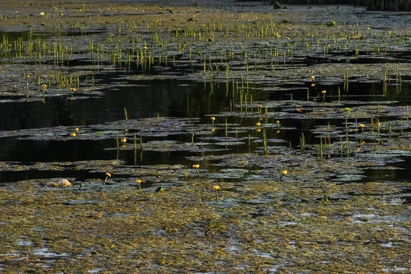 Pantano floreciente. El loto crece del barro. Concepto de desastre ecológico — Foto de Stock