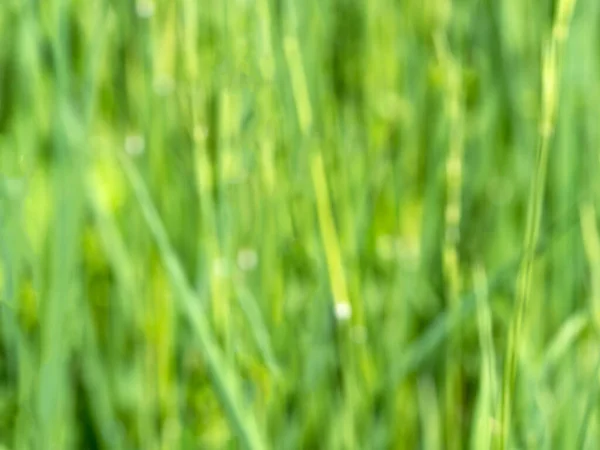 Niewyraźne zielone tło z trawą — Zdjęcie stockowe