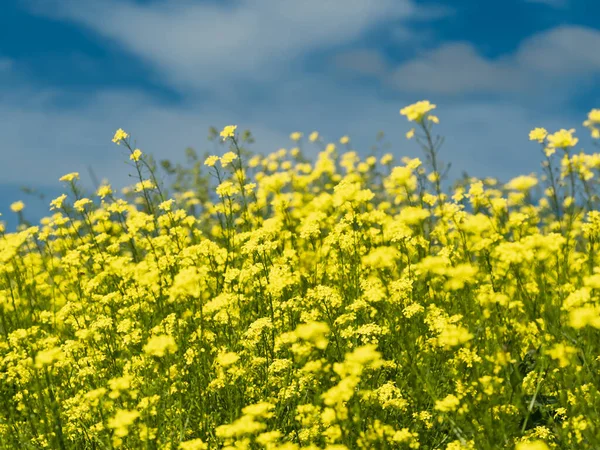 Φυτά ενός βιασμού. Φυσικό κίτρινο φόντο λουλουδιών — Φωτογραφία Αρχείου