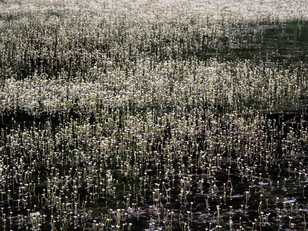 Ανθισμένη επιφάνεια του βάλτου. Λευκά μικρά λουλούδια στο νερό — Φωτογραφία Αρχείου
