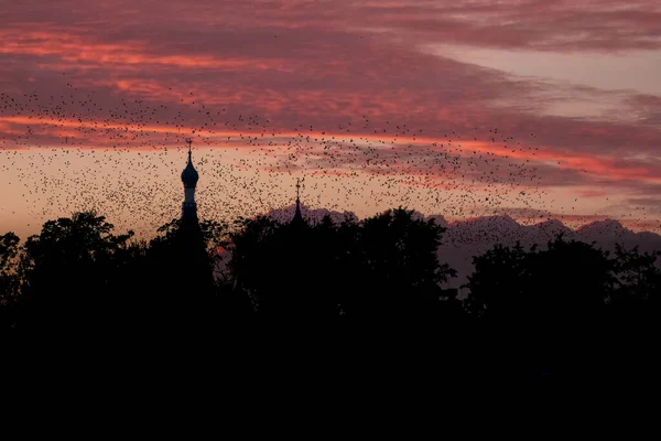 A flock of birds against the background of a Church and a red sunset. A mystical concept — Stock Photo, Image