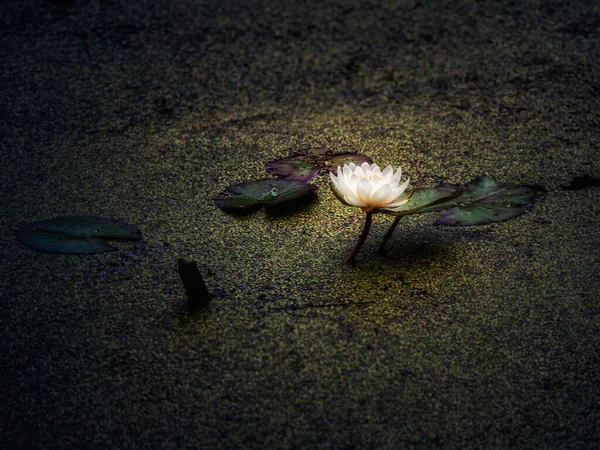 The Lotus flower bloomed at night in the swamp — Stock Photo, Image