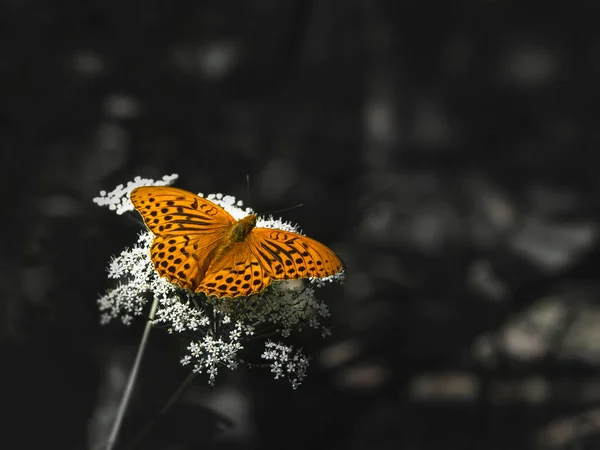Parlak turuncu büyük bir inci kelebek anası bulanık siyah çimenlere karşı beyaz bir çiçeğin üzerinde oturuyor. — Stok fotoğraf