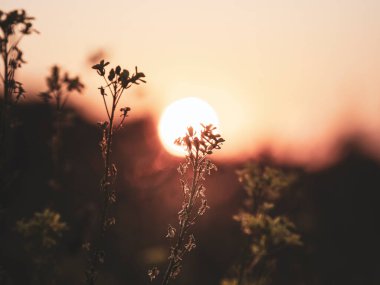 Uzun çimlerin üzerinde gün batımının güzel akşam manzarası. Soyut akşam doğal arka plan