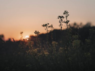 Uzun çimlerin üzerinde gün batımının güzel akşam manzarası. Soyut akşam doğal arka plan