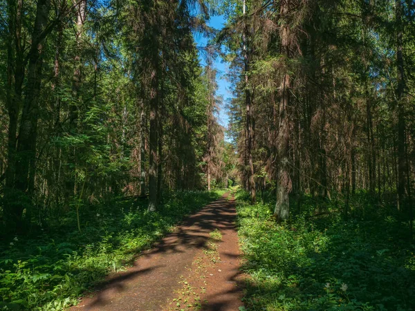 En smal stig genom en tät skog — Stockfoto