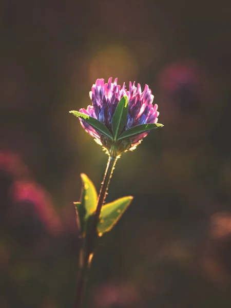 Fondo natural de verano abstracto con una flor de trébol. Enfoque suave —  Fotos de Stock