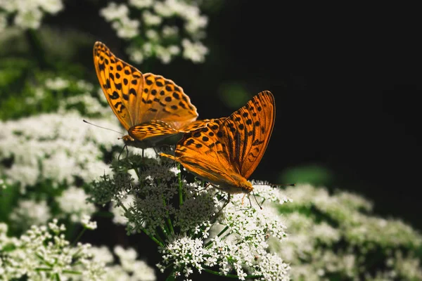꽃 위의 나비 두 마리의 번식. 진주조개의 밝은 오렌지색큰 두 어미가 뿌연 검은 풀에 기대어 하얀 꽃 위에 앉아 있다. — 스톡 사진
