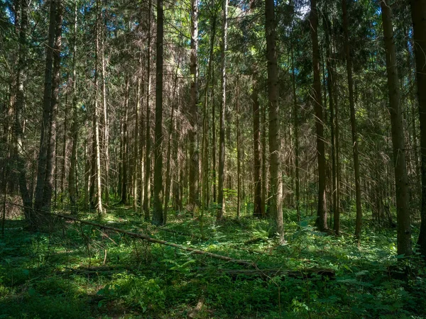 Forêt profonde avec pins en été. Flore sauvage et nature du nord de l'Europe — Photo