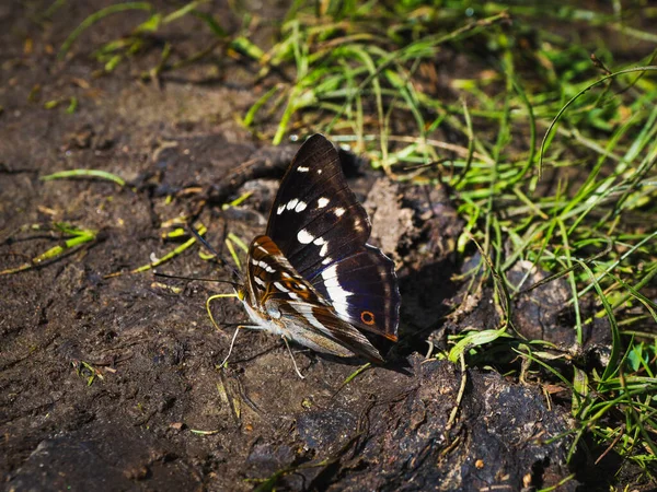 Una gran mariposa Emperador Púrpura (Apatura ilia) se sienta en la tierra en un día soleado de verano —  Fotos de Stock