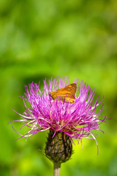 테슬라 꽃에 나비가 앉아 있어. 꽃 위에 나비가 있는 밝고 자연 스러운 배경 — 스톡 사진