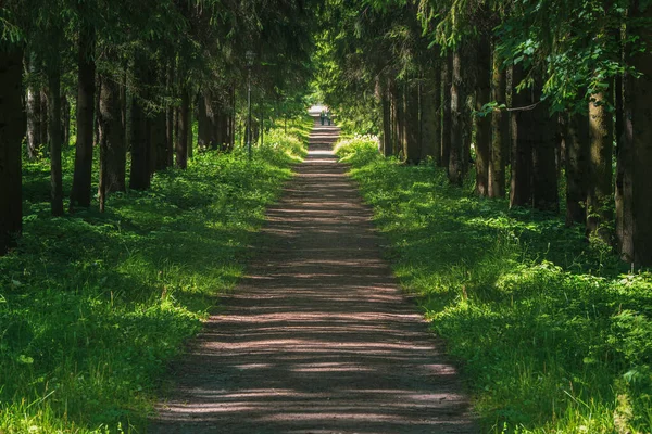 Perspektywa ścieżki w starym letnim parku — Zdjęcie stockowe