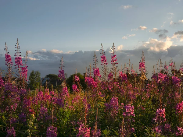 Prachtig avondlandschap bij zonsondergang met een veld vol bloeiend onkruid — Stockfoto