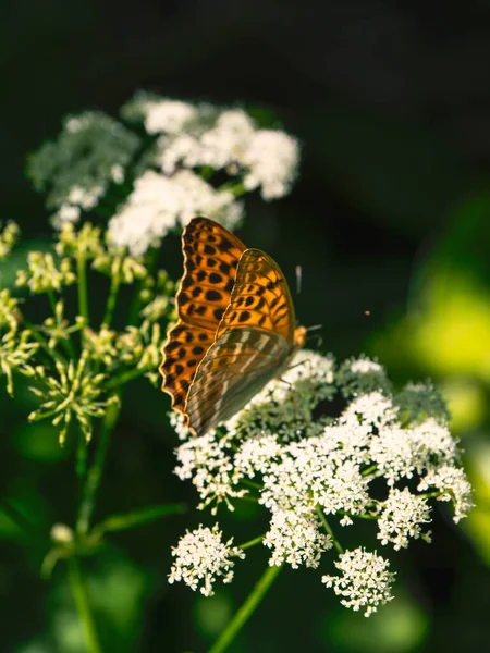 Brillante naranja gran madre de la perla mariposa sentada en una flor blanca contra la hierba verde borrosa. De cerca. . —  Fotos de Stock