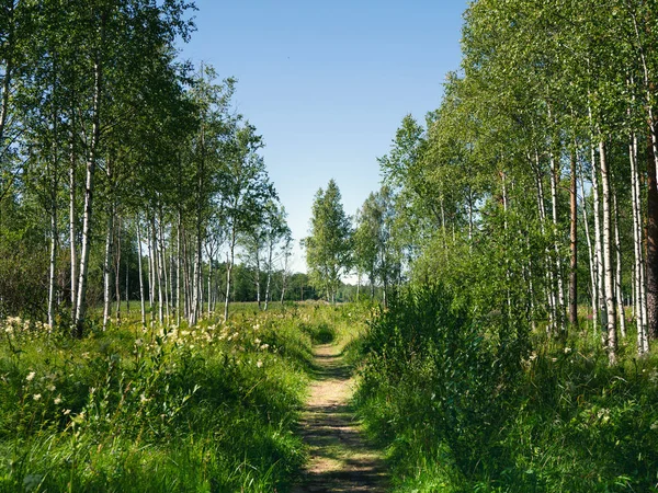 En skuggig björkstig i skogen en solig sommardag — Stockfoto