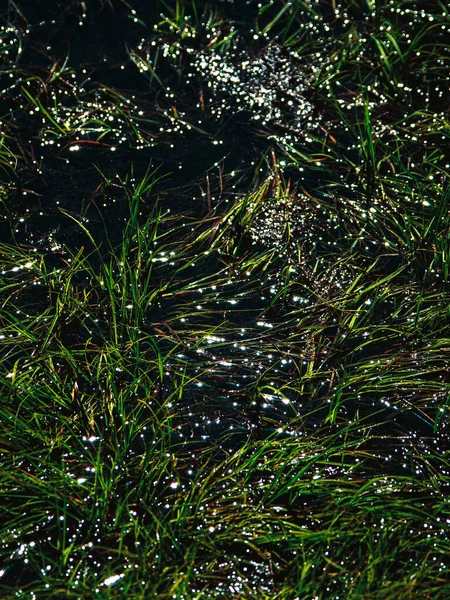 Gras im Wasser mit Sonnenblendung. Natürliche Abstraktion. Der Glanz des Wassers — Stockfoto