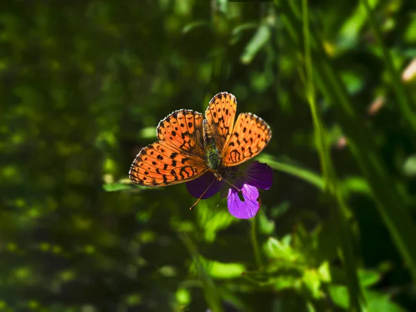 Orangefarbener Schmetterling Glanville fritillary (Melitaea cinxia) sitzt auf einer violetten Blume auf grünem Hintergrund — Stockfoto