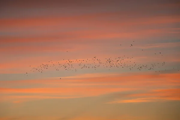 Een grote zwerm vogels tegen de rode avondlucht. — Stockfoto