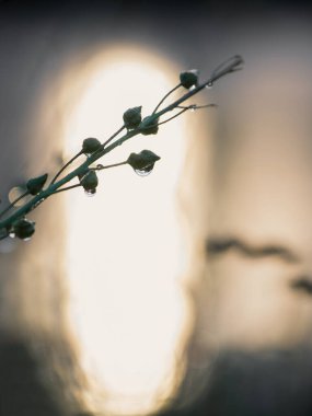 Çayırdaki sulu yeşil çimenler yazın sabah ışığında damlalar halinde su damlacıkları açık havada yakın plan, yumuşak odaklanma. Saflığın ve doğanın tazeliğinin güzel sanatsal görüntüsü.