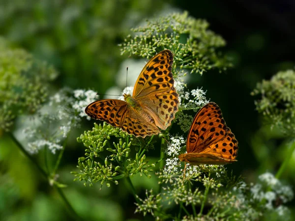 Zwei orangefarbene Schmetterlinge "Perlmutt" sitzen auf einer weißen Blume auf grünem Hintergrund — Stockfoto