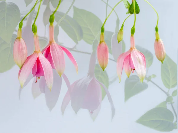 Gyönyörű rózsaszín virágok, több expozíció a fukszia virágok — Stock Fotó