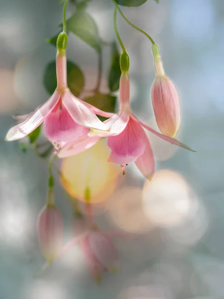 Beautiful bunch of a blooming pink and white fuchsia flowers over natural gray backdrop. Flower background — Stock Photo, Image