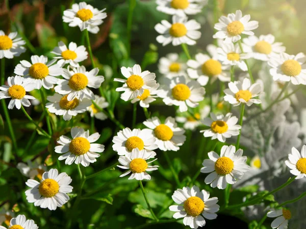 Daisy bloem in het veld, close up — Stockfoto
