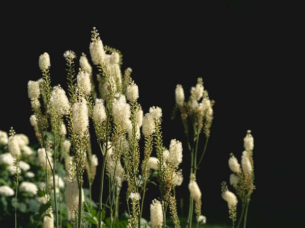 Cohosh negro (Cimicifuga racemosa) en el jardín al fondo negro — Foto de Stock