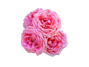 Beyaz arka planda izole edilmiş pembe güller. Güzel natürmort. Bahar geldi. Düz yatış, üst görünüm