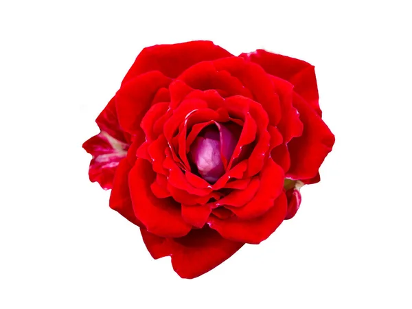 Rode roos geïsoleerd op witte achtergrond. Mooi stilleven. Voorjaarstijd. Vlakke lay, bovenaanzicht — Stockfoto